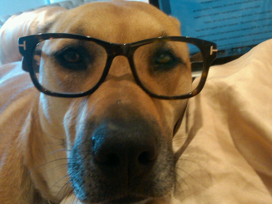 Lauren Conrad shared a picture of her dog Chloe trying on her chic specs.
Source: Twitter user laurenconrad
Lauren Conrad shared a picture of her dog Chloe trying on her chic specs.
Source: Twitter user laurenconrad