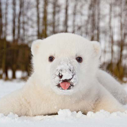 Siku the Baby Polar Bear in the Snow Pictures