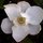 Bettye Wayne's picture