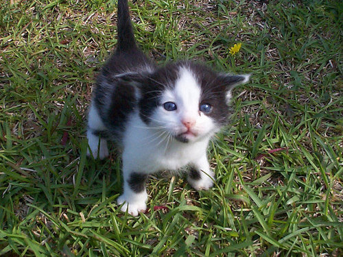 You shall not pass!
Source: Flickr user Clevergrrl
You shall not pass!
Source: Flickr user Clevergrrl