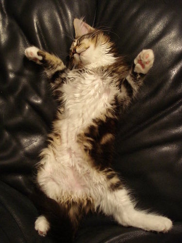 Luxuriating in leather.
Source: Flickr user barbourians
Luxuriating in leather.
Source: Flickr user barbourians