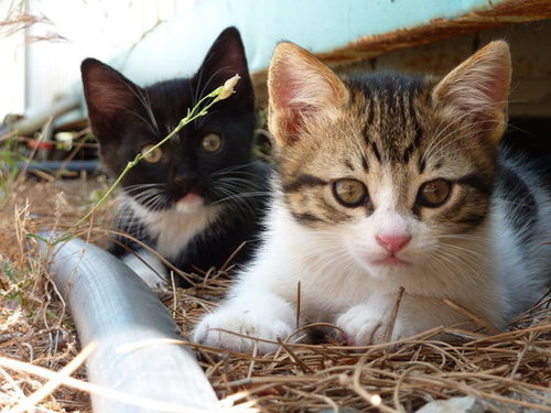 What are you doing? You'll give away our hiding place!
Source: Flickr user jameswragg
What are you doing? You'll give away our hiding place!
Source: Flickr user jameswragg