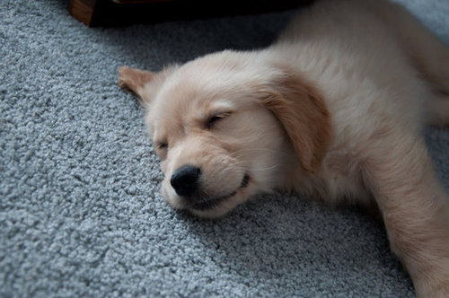 One tuckered-out pup.
Source: Flickr user qJake
One tuckered-out pup.
Source: Flickr user qJake