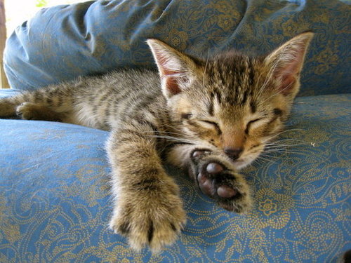 You're getting very sleepy . . .
Source: Flickr user BruceTurner
You're getting very sleepy . . .
Source: Flickr user BruceTurner