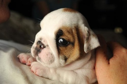 So I like to snuggle. Do you have a problem with that?
Source: Flickr user Narrow Focal Point
So I like to snuggle. Do you have a problem with that?
Source: Flickr user Narrow Focal Point
