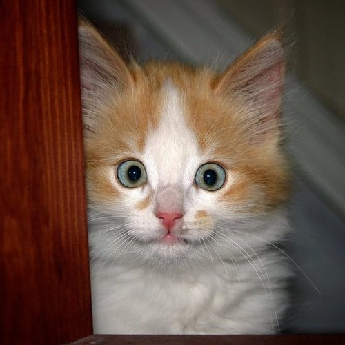 Yowza! I thought we had a cat burglar!
Source: Flickr user Ernst Vikne
Yowza! I thought we had a cat burglar!
Source: Flickr user Ernst Vikne