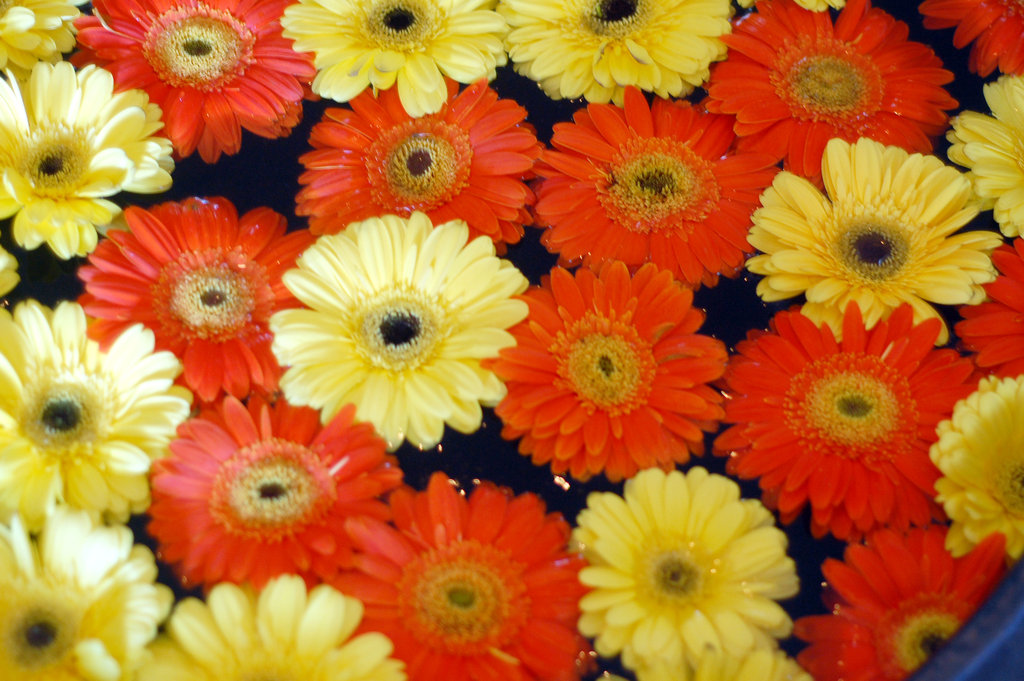 Flowers Flowers
