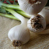 Health Benefits of Green Garlic