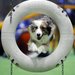 Play Organized Doggie Sports