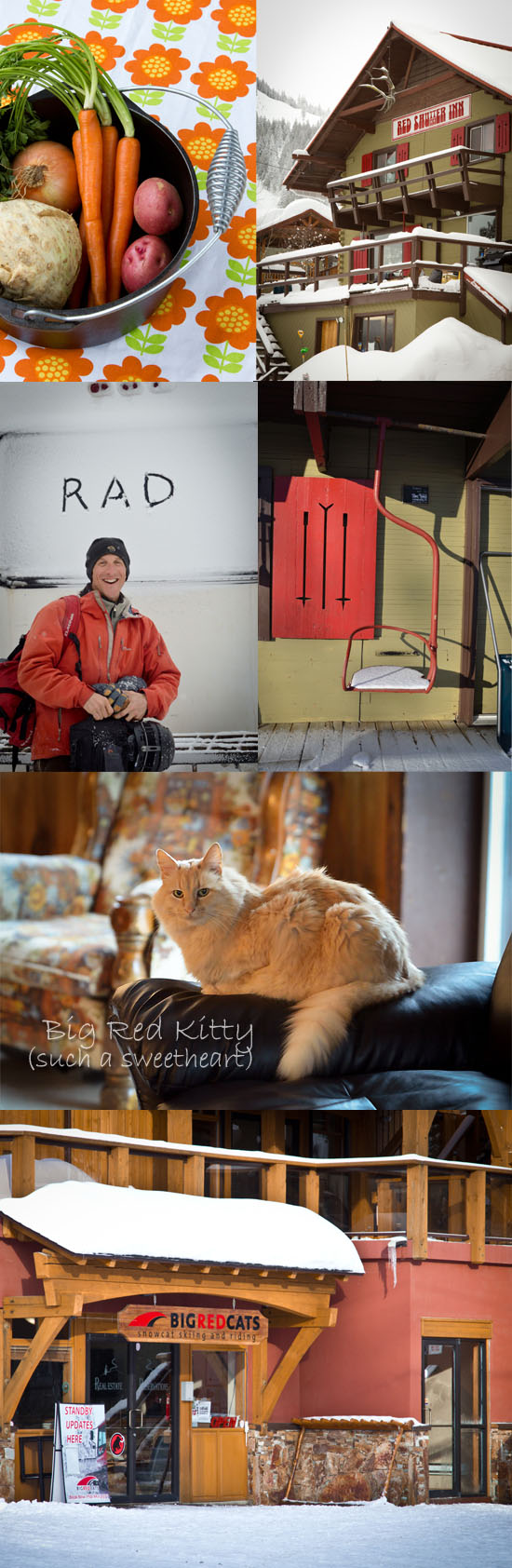 Big Red Cats and Big Red Kitty in Rossland, B.C.