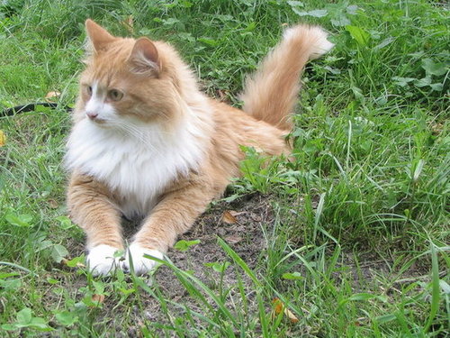 Siberian Siberian