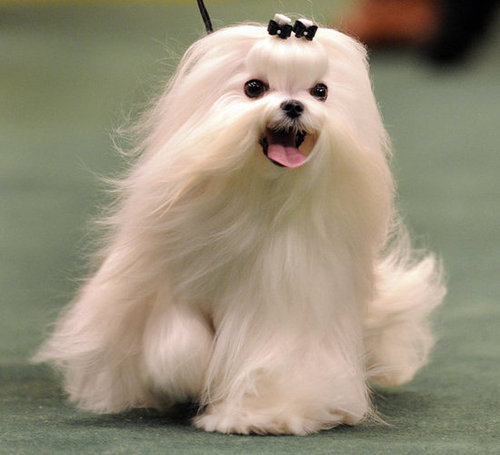 Maltese Maltese
