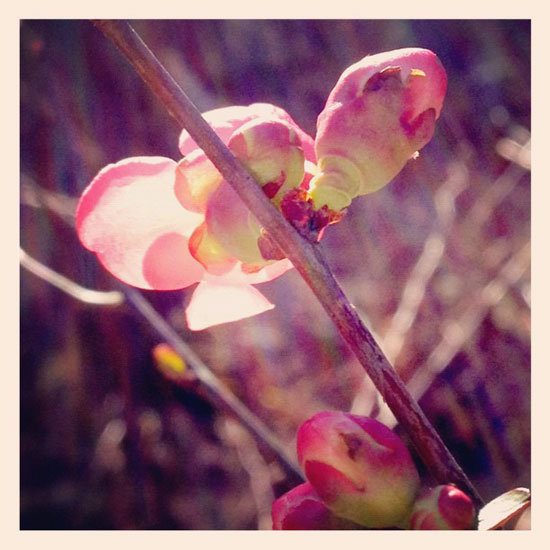 Spring Spring