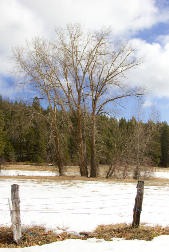 Pasture in Roslyn, WA