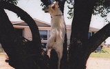 CATS IN THE TREE.,,,,.COTTON GOING RIGHT UP THE TREE TOO