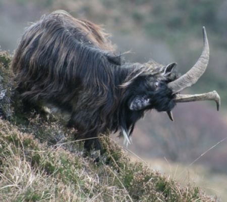 Old Irish Goat Old Irish Goat