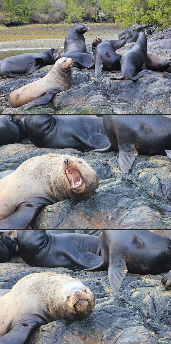 Sea Lions, Tofino, BC