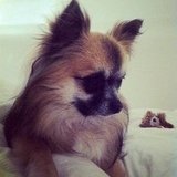 Pet of the Day