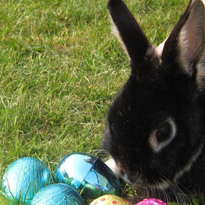 Easter Bunny Fun Facts and History