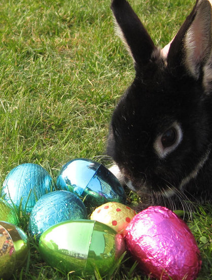 Bunny Business: Fun Facts About Easter's Fuzziest Figure Bunny Business: Fun Facts About Easter's Fuzziest Figure