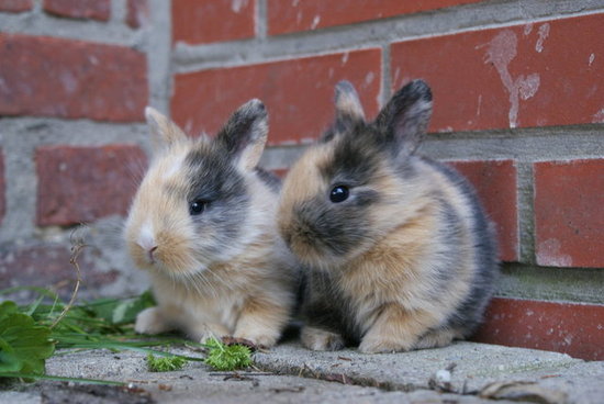 Germans who settled in the Pennsylvania Dutch area told tales of the "Osterhas," which refers to a hare, not a rabbit.
Source: Flickr User jpockele
Germans who settled in the Pennsylvania Dutch area told tales of the "Osterhas," which refers to a hare, not a rabbit.
Source: Flickr User jpockele