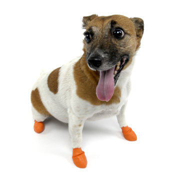 Unpadded PAWZ dog boots ($12–$16 for a pack of 12) protect your pup's tootsies without making him feel like he's walking on the moon.
Unpadded PAWZ dog boots ($12–$16 for a pack of 12) protect your pup's tootsies without making him feel like he's walking on the moon.