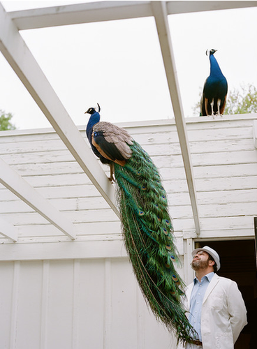 No-Effort Wedding Decor: Peacocks!