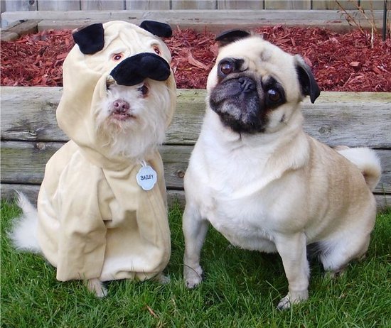 Everybody Wants To Be A Pug!