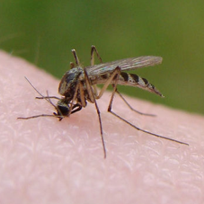 Natural Ways to Treat Insect Bites Natural Ways to Treat Insect Bites