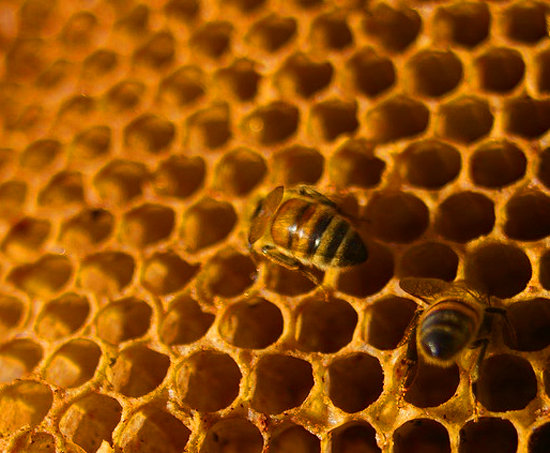 Honey Honey