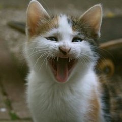 How to Get Your Cat to Stop Meowing