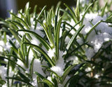 Go green and grow your own garden