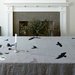 Crow