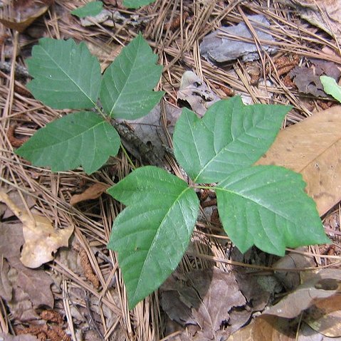 Natural Poison Ivy Remedy