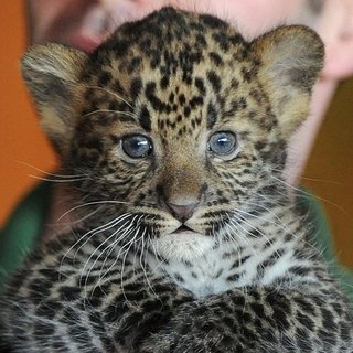 Spot the Differences Between Leopards, Jaguars, and Cheetahs