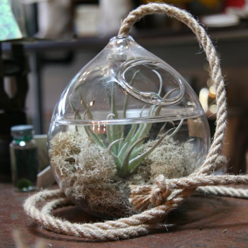 DIY Terrarium Instructions and Tips