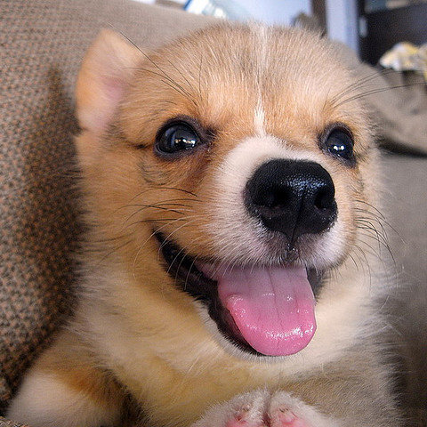Paw-fect Greetings