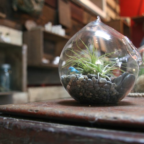 Tips For Creating a DIY Terrarium