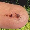 How to Prevent Lyme Disease