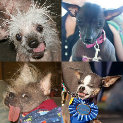 Rascal, Rue, and Princess Abby are back for another swipe at the championship, but they'll have to get past Squiggy, tongue and all. See one you love? Don't forget to vote!
Rascal, Rue, and Princess Abby are back for another swipe at the championship, but they'll have to get past Squiggy, tongue and all. See one you love? Don't forget to vote!