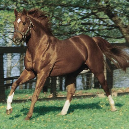 Fun Facts About the 11 Triple Crown Horse Racing Winners
