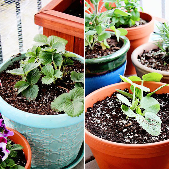 Choose Your Plants