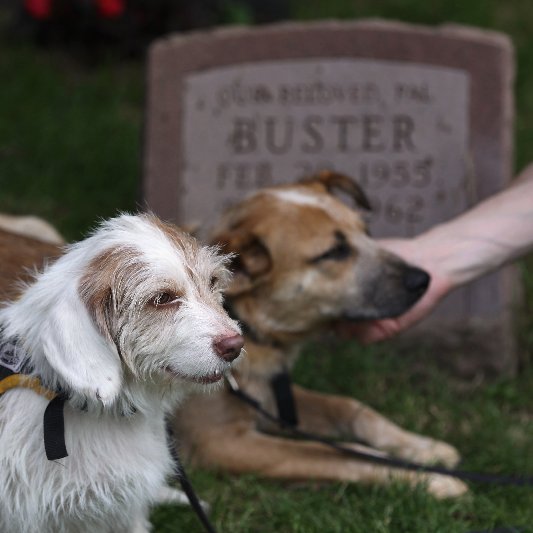War Dog Memorial at Hartsdale Pet Cemetery Pictures War Dog Memorial at Hartsdale Pet Cemetery Pictures