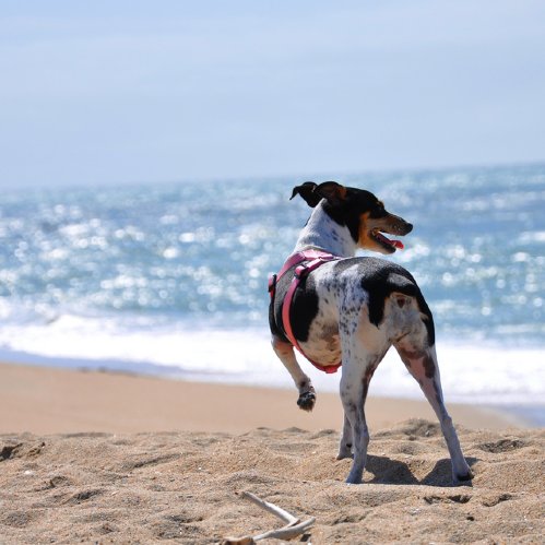 Dangers to Dogs in Summer Dangers to Dogs in Summer