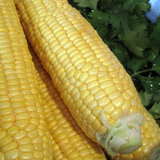Cilantro-Grilled Corn Recipe Cilantro-Grilled Corn Recipe