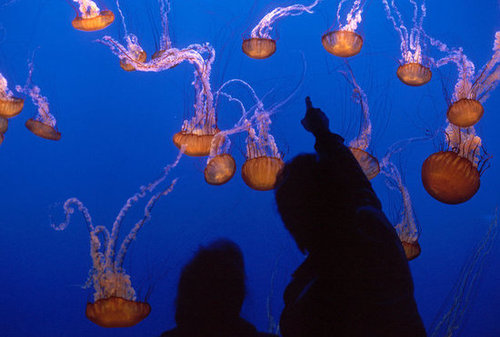 Monterey Bay Aquarium: Monterey, CA Monterey Bay Aquarium: Monterey, CA