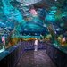 Ripley's Aquarium of the Smokies: Gatlinburg, TN