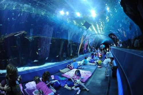 Georgia Aquarium: Atlanta, GA Georgia Aquarium: Atlanta, GA