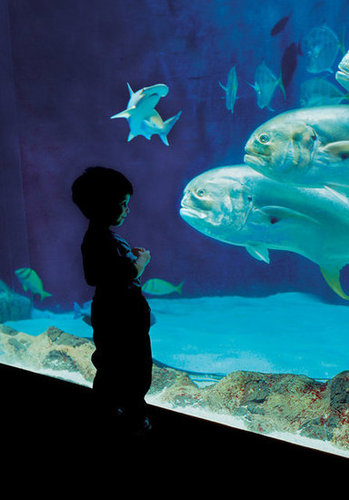 Tennessee Aquarium: Chattanooga, TN Tennessee Aquarium: Chattanooga, TN