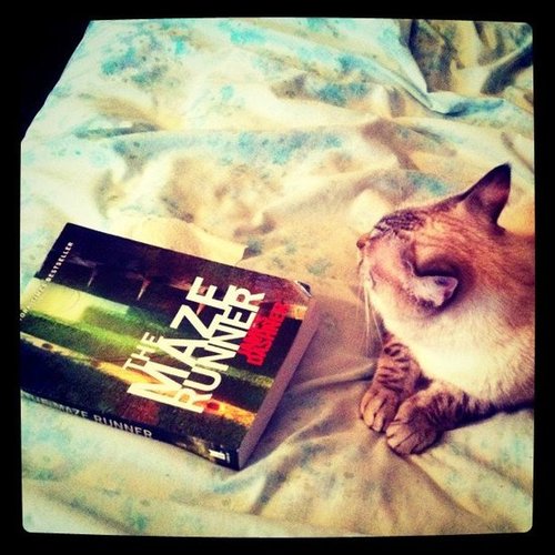 Estebun recommends The Maze Runner series. She says, "If you liked The Hunger Games, you might like this. It would make a great action packed TV series."
Estebun recommends The Maze Runner series. She says, "If you liked The Hunger Games, you might like this. It would make a great action packed TV series."